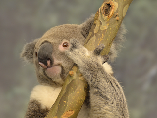 koala-grip