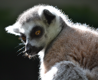 lemur-mesmerized