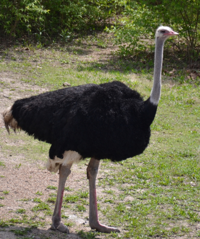 ostrich-fun-facts