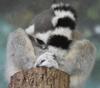 lemur-ball
