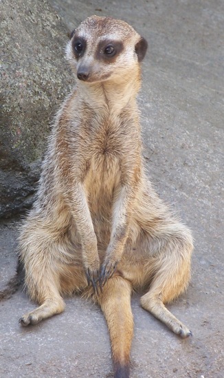 meerkat-posture
