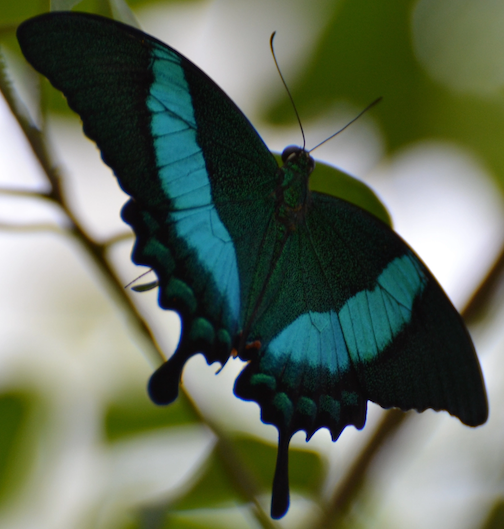 butterfly-emerald-swallowtail