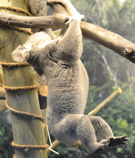koala-trapeze