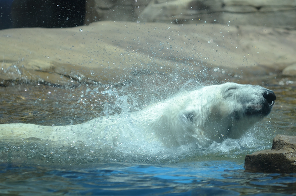 polar-bear-splashing