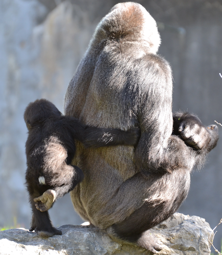 gorilla-masika-hug-mom