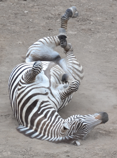 zebra-break-dance