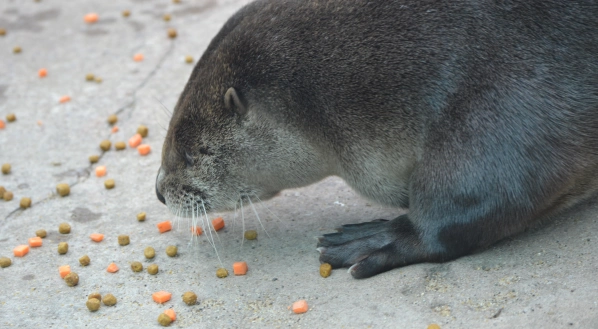 otter-peas-carrots