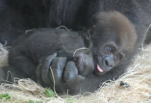gorilla-baby-showoff