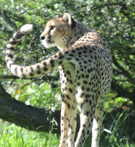 cheetah-tail