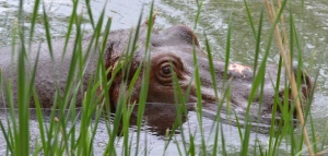 hippo-where