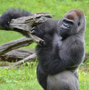 gorilla-radi-hard-tobe-humble